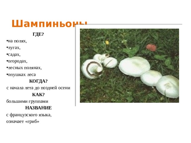 Шампиньоны ГДЕ? на полях, лугах, садах, огородах, лесных полянах, опушках леса КОГДА? с начала лета до поздней осени КАК? большими группами НАЗВАНИЕ с французского языка, означает «гриб» 