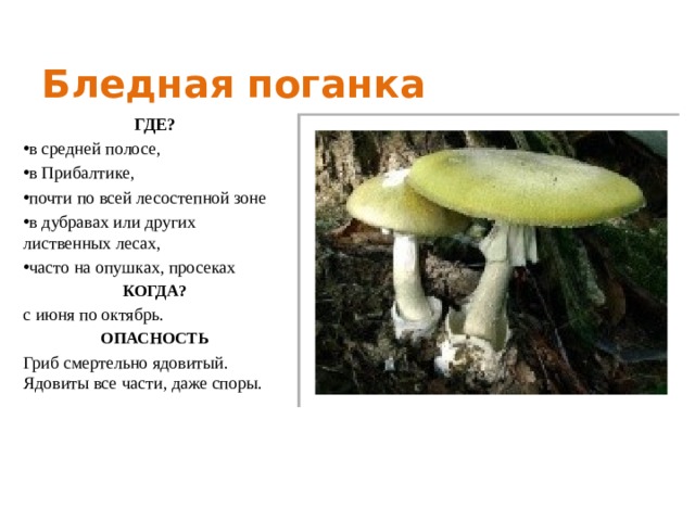 Бледная поганка ГДЕ? в средней полосе, в Прибалтике, почти по всей лесостепной зоне в дубравах или других лиственных лесах, часто на опушках, просеках КОГДА? с июня по октябрь. ОПАСНОСТЬ Гриб смертельно ядовитый. Ядовиты все части, даже споры. 
