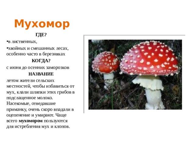 Мухомор ГДЕ? в лиственных, хвойных и смешанных лесах, особенно часто в березняках КОГДА? с июня до осенних заморозков НАЗВАНИЕ летом жители сельских местностей, чтобы избавиться от мух, клали шляпки этих грибов в подслащенное молоко. Насекомые, отведавшие приманку, очень скоро впадали в оцепенение и умирают. Чаще всего  мухомором  пользуются для истребления мух и клопов. 