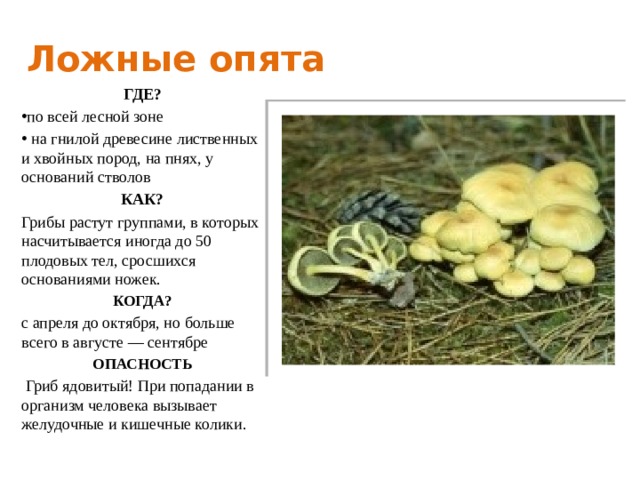 Ложные опята ГДЕ? по всей лесной зоне  на гнилой древесине лиственных и хвойных пород, на пнях, у оснований стволов КАК? Грибы растут группами, в которых насчитывается иногда до 50 плодовых тел, сросшихся основаниями ножек. КОГДА? с апреля до октября, но больше всего в августе — сентябре ОПАСНОСТЬ  Гриб ядовитый! При попадании в организм человека вызывает желудочные и кишечные колики. 