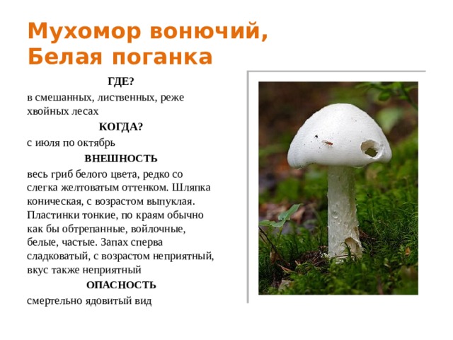 Мухомор вонючий,  Белая поганка ГДЕ? в смешанных, лиственных, реже хвойных лесах КОГДА? с июля по октябрь ВНЕШНОСТЬ весь гриб белого цвета, редко со слегка желтоватым оттенком. Шляпка коническая, с возрастом выпуклая. Пластинки тонкие, по краям обычно как бы обтрепанные, войлочные, белые, частые. Запах сперва сладковатый, с возрастом неприятный, вкус также неприятный ОПАСНОСТЬ смертельно ядовитый вид 