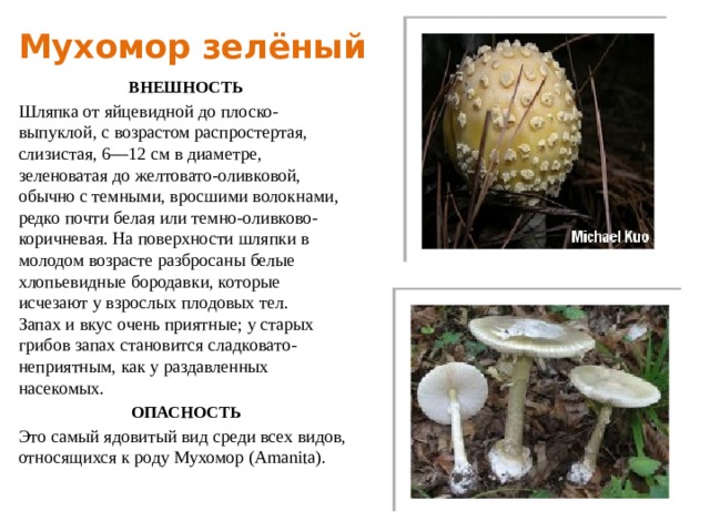 Мухомор зелёный ВНЕШНОСТЬ Шляпка от яйцевидной до плоско-выпуклой, с возрастом распростертая, слизистая, 6—12 см в диаметре, зеленоватая до желтовато-оливковой, обычно с темными, вросшими волокнами, редко почти белая или темно-оливково-коричневая. На поверхности шляпки в молодом возрасте разбросаны белые хлопьевидные бородавки, которые исчезают у взрослых плодовых тел.  Запах и вкус очень приятные; у старых грибов запах становится сладковато-неприятным, как у раздавленных насекомых. ОПАСНОСТЬ Это самый ядовитый вид среди всех видов, относящихся к роду Мухомор (Amanita). 