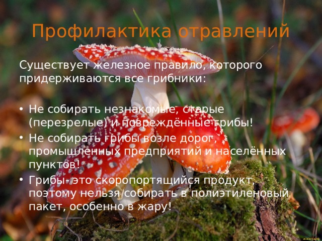 Профилактика отравлений Существует железное правило, которого придерживаются все грибники: Не собирать незнакомые, старые (перезрелые) и повреждённые грибы! Не собирать грибы возле дорог, промышленных предприятий и населённых пунктов! Грибы- это скоропортящийся продукт, поэтому нельзя собирать в полиэтиленовый пакет, особенно в жару! 