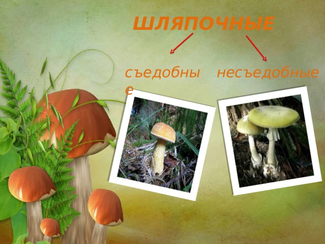ШЛЯПОЧНЫЕ съедобные несъедобные 