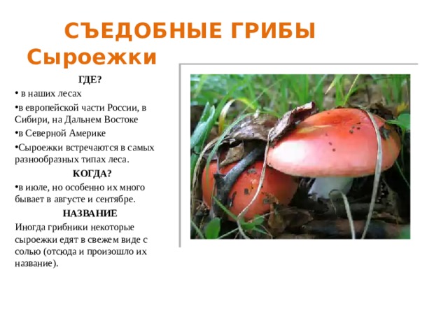  СЪЕДОБНЫЕ ГРИБЫ  Сыроежки ГДЕ?  в наших лесах в европейской части России, в Сибири, на Дальнем Востоке в Северной Америке Сыроежки встречаются в самых разнообразных типах леса.  КОГДА? в июле, но особенно их много бывает в августе и сентябре. НАЗВАНИЕ Иногда грибники некоторые сыроежки едят в свежем виде с солью (отсюда и произошло их название). 