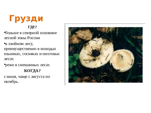 Грузди ГДЕ? больше в северной половине лесной зоны России в хвойном лесу, преимущественно в молодых ельниках, сосняках и пихтовых лесах реже в смешанных лесах КОГДА? с июля, чаще с августа по октябрь. 