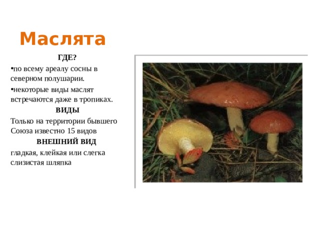 Маслята ГДЕ? по всему ареалу сосны в северном полушарии. некоторые виды маслят встречаются даже в тропиках. ВИДЫ Только на территории бывшего Союза известно 15 видов ВНЕШНИЙ ВИД гладкая, клейкая или слегка слизистая шляпка 