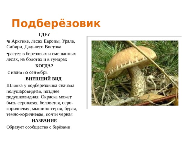 Подберёзовик ГДЕ? в Арктике, лесах Европы, Урала, Сибири, Дальнего Востока растет в березовых и смешанных лесах, на болотах и в тундрах КОГДА?  с июня по сентябрь ВНЕШНИЙ ВИД Шляпка у подберезовика сначала полушаровидная, позднее подушковидная. Окраска может быть сероватая, беловатая, серо-коричневая, мышино-серая, бурая, темно-коричневая, почти черная НАЗВАНИЕ Образует сообщество с берёзами  