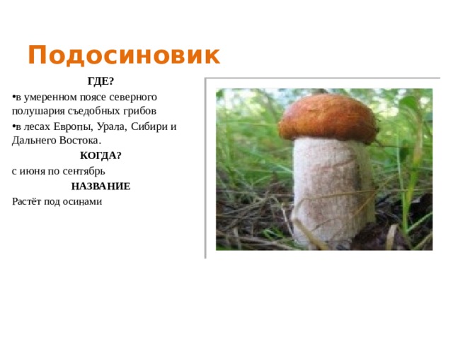 Подосиновик ГДЕ? в умеренном поясе северного полушария съедобных грибов в лесах Европы, Урала, Сибири и Дальнего Востока. КОГДА? с июня по сентябрь НАЗВАНИЕ Растёт под осинами 