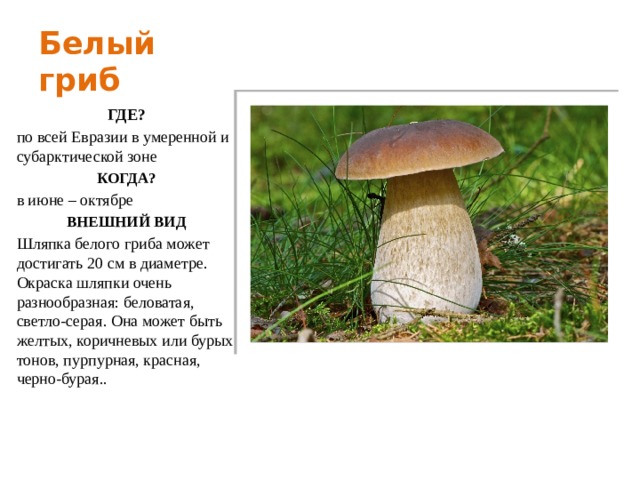 Белый гриб ГДЕ? по всей Евразии в умеренной и субарктической зоне КОГДА? в июне – октябре ВНЕШНИЙ ВИД Шляпка белого гриба может достигать 20 см в диаметре. Окраска шляпки очень разнообразная: беловатая, светло-серая. Она может быть желтых, коричневых или бурых тонов, пурпурная, красная, черно-бурая.. 