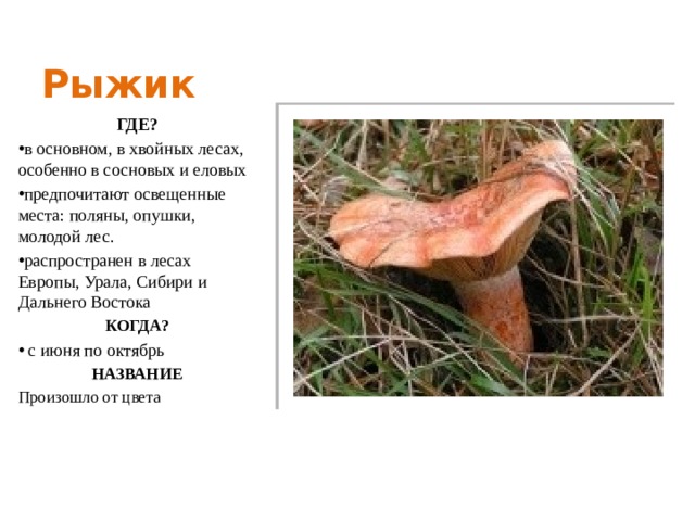 Рыжик ГДЕ? в основном, в хвойных лесах, особенно в сосновых и еловых предпочитают освещенные места: поляны, опушки, молодой лес. распространен в лесах Европы, Урала, Сибири и Дальнего Востока КОГДА?  с июня по октябрь НАЗВАНИЕ Произошло от цвета 