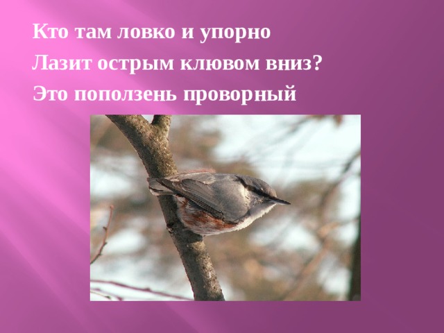 Кто там ловко и упорно Лазит острым клювом вниз? Это поползень проворный 