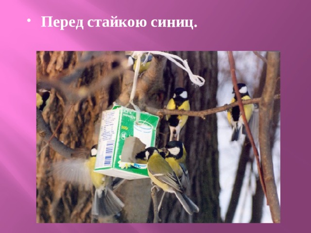 Перед стайкою синиц. 