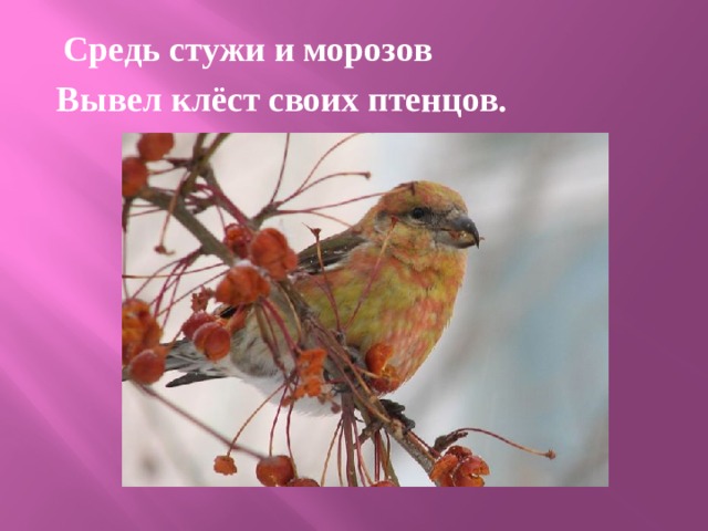  Средь стужи и морозов Вывел клёст своих птенцов. 