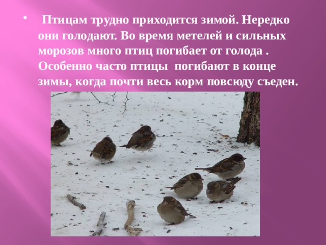  Птицам трудно приходится зимой. Нередко они голодают. Во время метелей и сильных морозов много птиц погибает от голода . Особенно часто птицы погибают в конце зимы, когда почти весь корм повсюду съеден. 