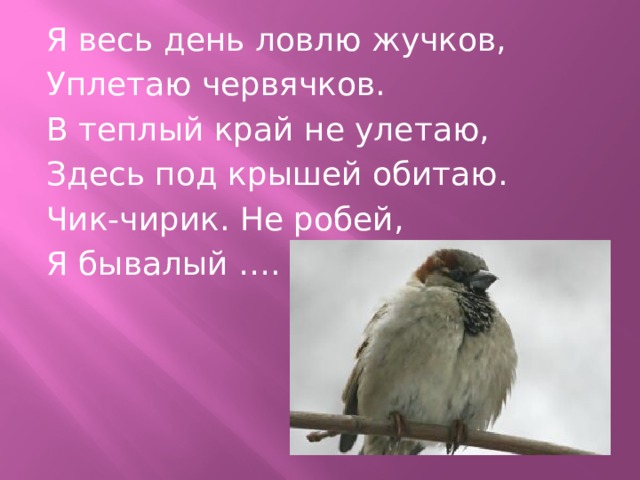 Я весь день ловлю жучков, Уплетаю червячков. В теплый край не улетаю, Здесь под крышей обитаю. Чик-чирик. Не робей, Я бывалый …. 
