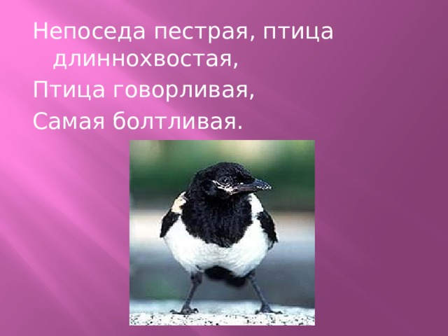 Непоседа пестрая, птица длиннохвостая, Птица говорливая, Самая болтливая. 