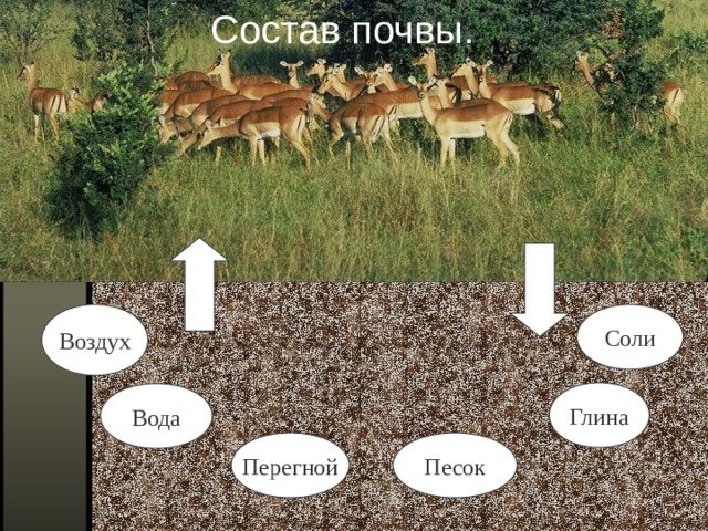 Состав почвы. Воздух Соли Глина Вода Перегной Песок 
