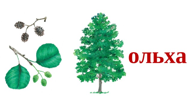ольха