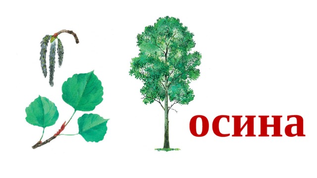 осина