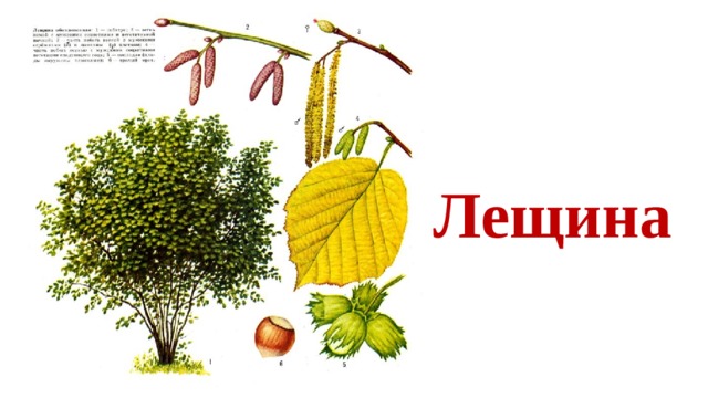 Лещина