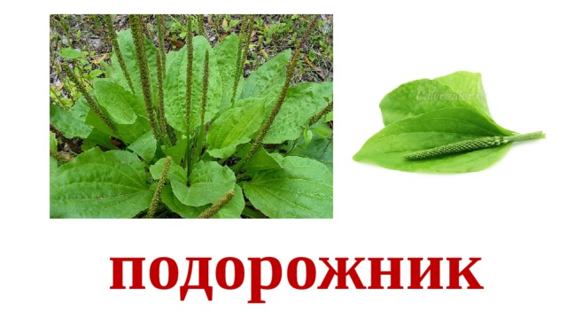 подорожник