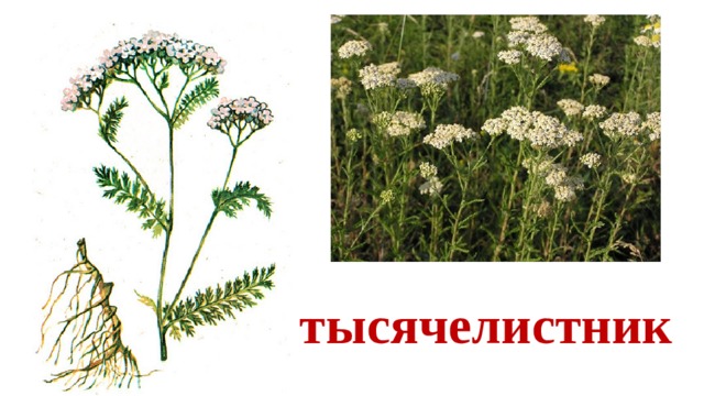 тысячелистник