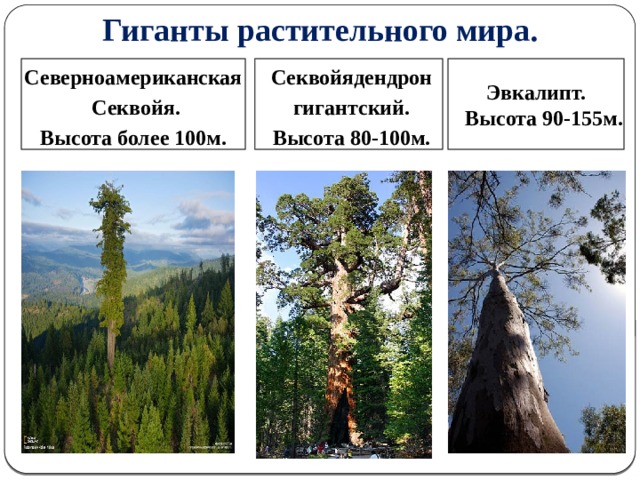 Гиганты растительного мира.      Секвойядендрон Северноамериканская  Секвойя.  гигантский. Эвкалипт.  Высота более 100м.  Высота 80-100м.  Высота 90-155м.     2 