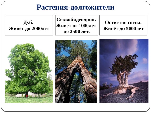 Растения-долгожители  Остистая сосна.  Живёт до 5000лет Секвойядендрон.  Дуб. Живёт от 1000лет Живёт до 2000лет до 3500 лет.    3 