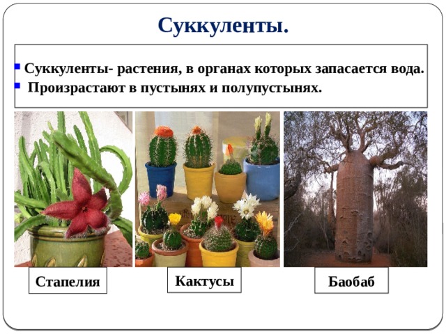 Суккуленты.  Суккуленты- растения, в органах которых запасается вода.  Произрастают в пустынях и полупустынях.  Стапелия Кактусы  Баобаб  4 