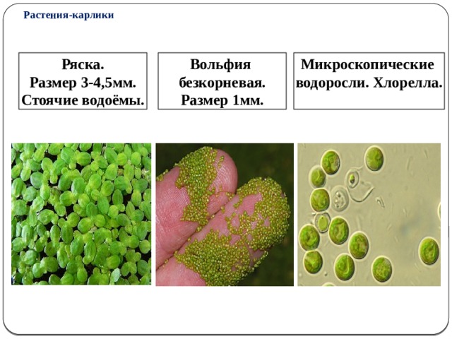 Растения-карлики Ряска. Вольфия Микроскопические  Размер 3-4,5мм. безкорневая. водоросли. Хлорелла. Стоячие водоёмы. Размер 1мм.  5 