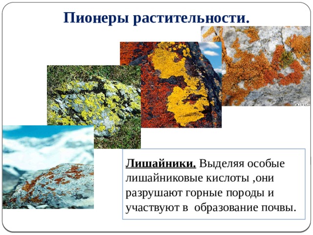 Пионеры растительности. Лишайники. Выделяя особые лишайниковые кислоты ,они разрушают горные породы и участвуют в образование почвы. 5 