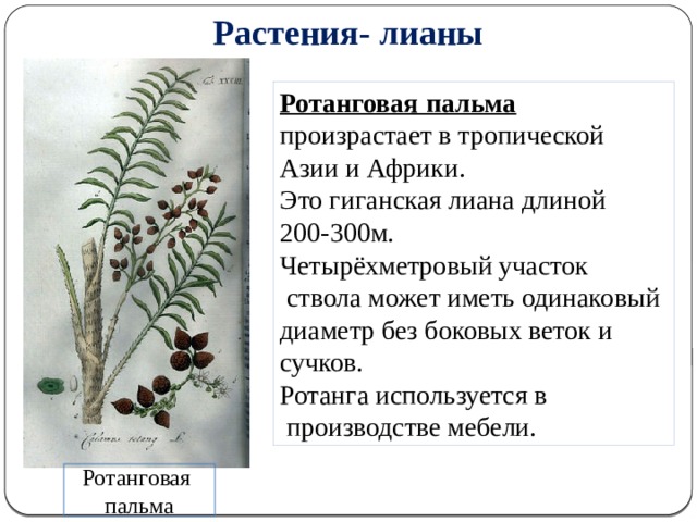 Растения- лианы Ротанговая пальма  произрастает в тропической Азии и Африки. Это гиганская лиана длиной 200-300м. Четырёхметровый участок  ствола может иметь одинаковый диаметр без боковых веток и сучков. Ротанга используется в  производстве мебели. Ротанговая пальма 5 