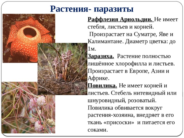 Растения- паразиты Раффлезия Арнольдии. Не имеет стебля, листьев и корней.  Произрастает на Суматре, Яве и Калимантане. Диаметр цветка: до 1м. Заразиха.  Растение полностью лишённое хлорофилла и листьев. Произрастает в Европе, Азии и Африке. Повилика.  Не имеет корней и листьев. Стебель нитевидный или шнуровидный, розоватый. Повилика обвивается вокруг растения-хозяина, внедряет в его ткань «присоски» и питается его соками. 5 