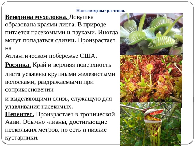  Насекомоядные растения. Венерина мухоловка. Ловушка образована краями листа. В природе питается насекомыми и пауками. Иногда могут попадаться слизни. Произрастает на Атлантическом побережье США. Росянка.  Край и верхняя поверхность листа усажены крупными железистыми волосками, раздражаемыми при соприкосновении и выделяющими слизь, служащую для улавливания насекомых. Непентес.  Произрастает в тропической Азии. Обычно -лианы, достигающие нескольких метров, но есть и низкие кустарники. 5 