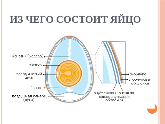 Из чего состоит яйцо 