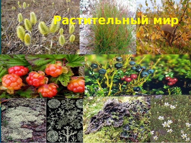 Растительный мир 