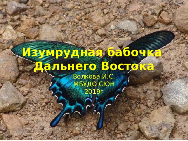 Изумрудная бабочка  Дальнего Востока  Волкова И.С.  МБУДО СЮН  2019г 