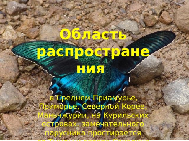  Область распространения   в Среднем Приамурье, Приморье, Северной Корее, Маньчжурии, на Курильских островах. замечательного парусника простирается  до Тынды и севера Сахалина. 