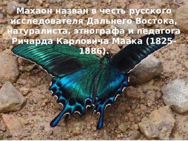 Махаон назван в честь русского исследователя Дальнего Востока, натуралиста, этнографа и педагога Ричарда Карловича Маака (1825-1886). 