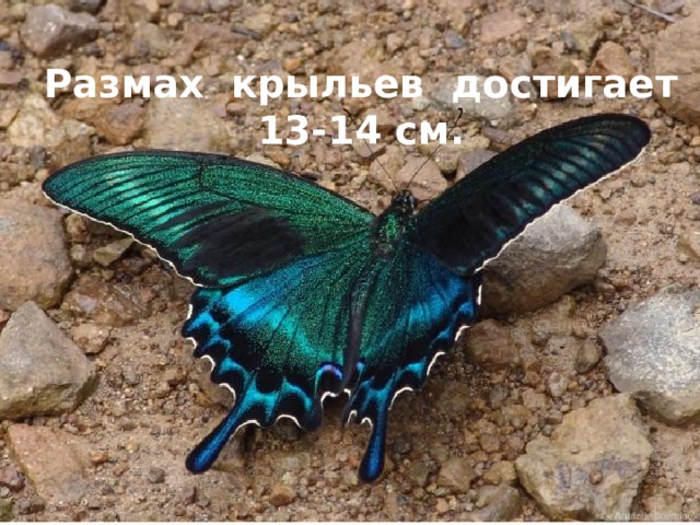 Размах крыльев достигает 13-14 см. 
