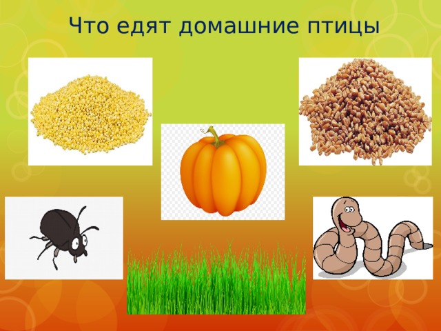Что едят домашние птицы 