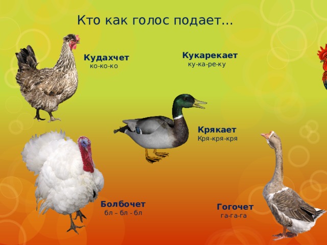 Кто как голос подает… Кукарекает  ку-ка-ре-ку Кудахчет  ко-ко-ко Крякает Кря-кря-кря Болбочет  бл – бл - бл Гогочет  га-га-га 
