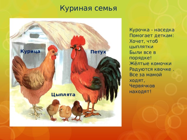 Куриная семья Курочка - наседка  Помогает деткам:  Хочет, чтоб цыплятки  Были все в порядке!  Жёлтые комочки  Радуются квочке .  Все за мамой ходят,  Червячков находят! Курица Петух Цыплята 