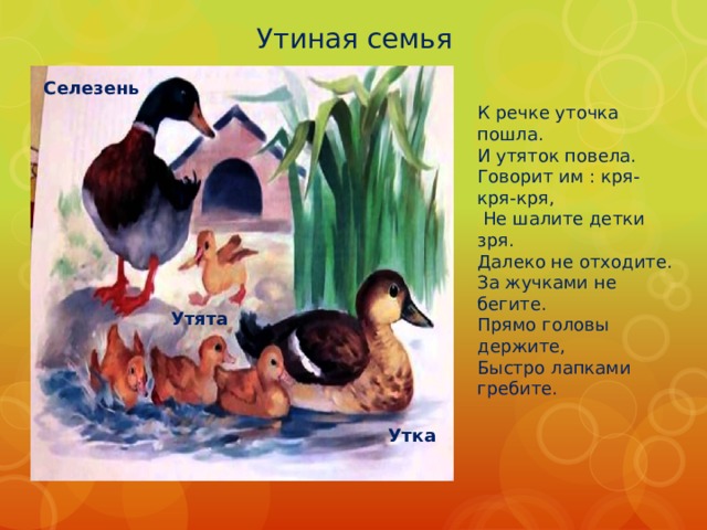 Утиная семья Селезень К речке уточка пошла. И утяток повела. Говорит им : кря-кря-кря,  Не шалите детки зря. Далеко не отходите. За жучками не бегите. Прямо головы держите, Быстро лапками гребите.    Утята Утка 