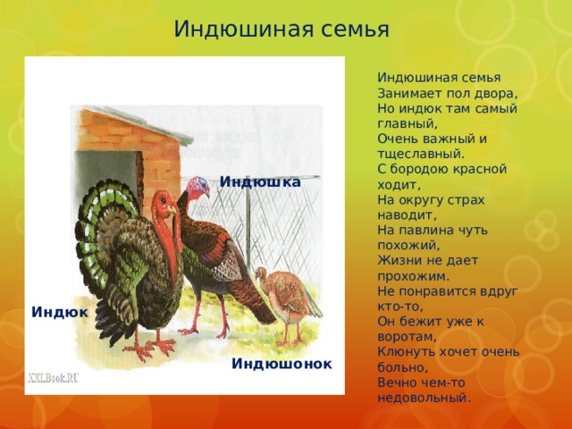 Индюшиная семья Индюшиная семья  Занимает пол двора,  Но индюк там самый главный,  Очень важный и тщеславный.  С бородою красной ходит,  На округу страх наводит,  На павлина чуть похожий,  Жизни не дает прохожим.  Не понравится вдруг кто-то,  Он бежит уже к воротам,  Клюнуть хочет очень больно,  Вечно чем-то недовольный. Индюшка Индюк Индюшонок 