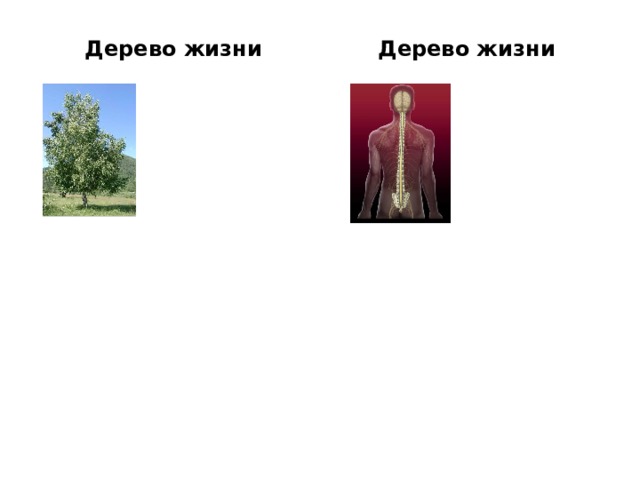 Дерево жизни Дерево жизни 