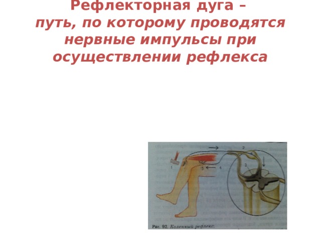 Рефлекторная дуга –   путь, по которому проводятся нервные импульсы при осуществлении рефлекса   
