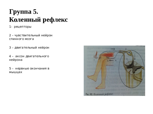Группа 5.  Коленный рефлекс 1- рецепторы 2 – чувствительный нейрон спинного мозга 3 – двигательный нейрон 4 – аксон двигательного нейрона 5 – нервные окончания в мышцах 
