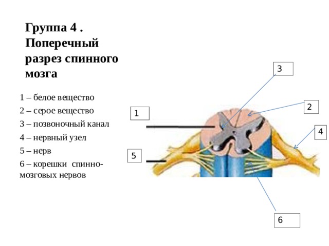 Группа 4 .  Поперечный разрез спинного мозга 3 1 – белое вещество 2 – серое вещество 3 – позвоночный канал 4 – нервный узел 5 – нерв 6 – корешки спинно-мозговых нервов 2 1 4 5 6 